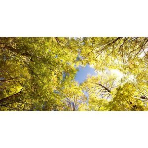 Deckensegel, Wald,1600×800 mm Deckensegel, Wald,1600×800 mm