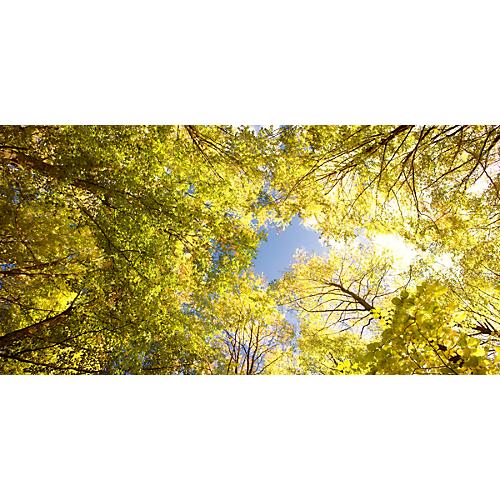 Deckensegel, Wald,1600x800 mm